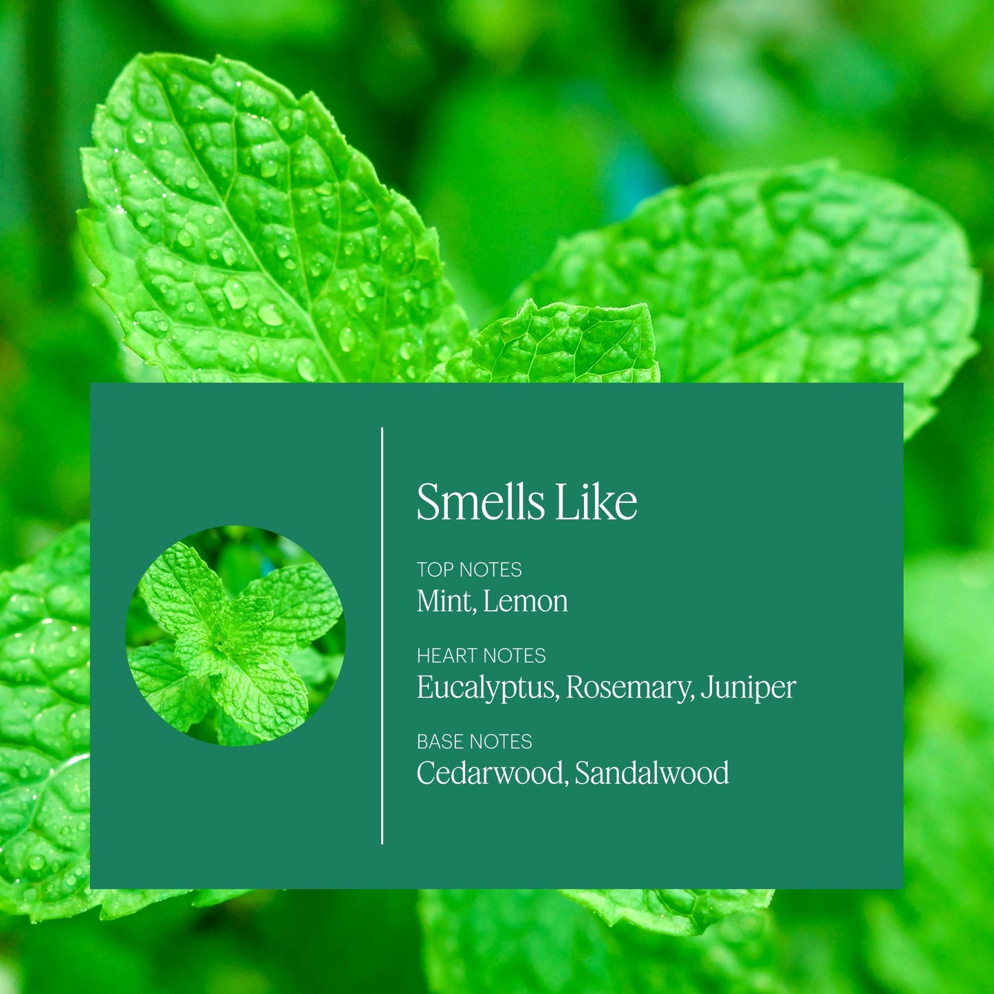 Aera Mini Citrus & Sage Refill Capsule