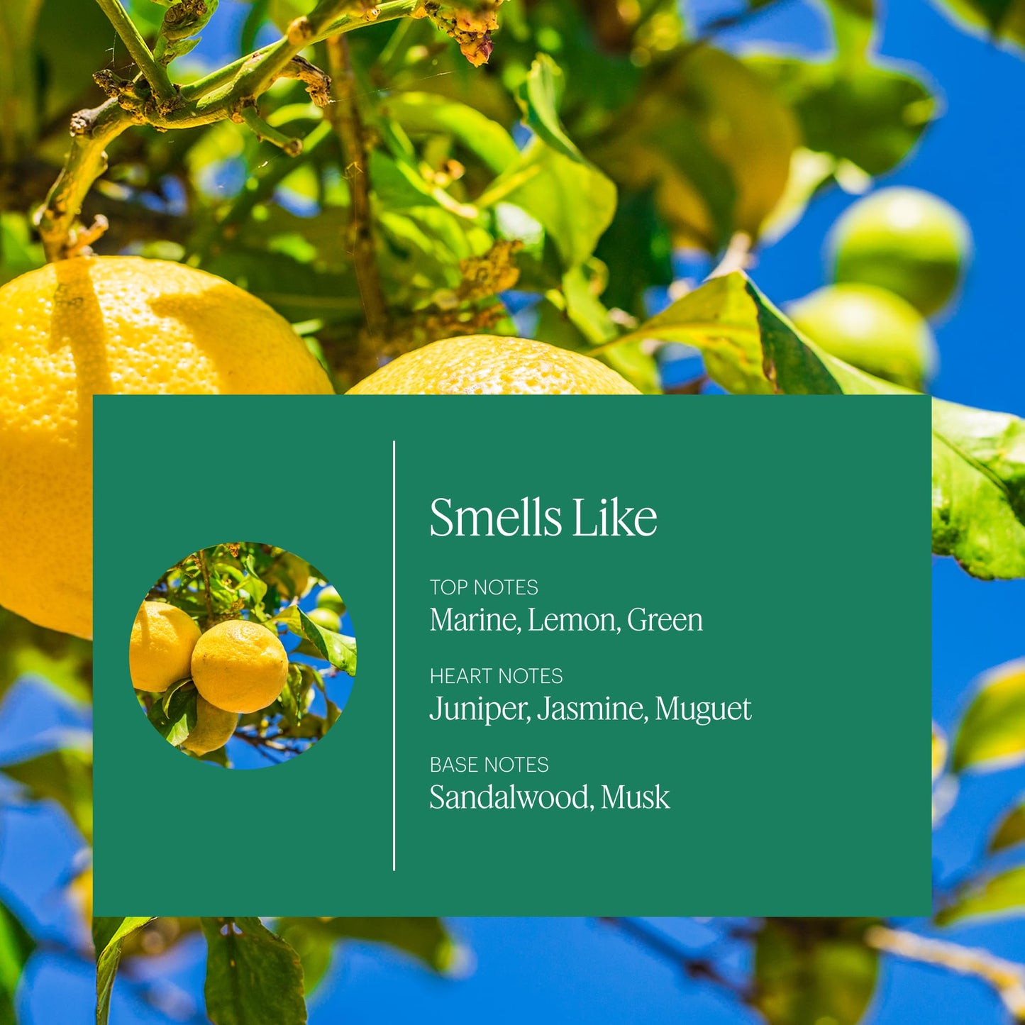 Aera Mini Citrus & Sage Refill Capsule