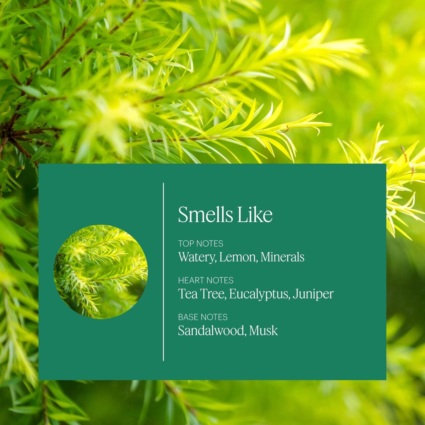 Aera Mini Citrus & Sage Refill Capsule