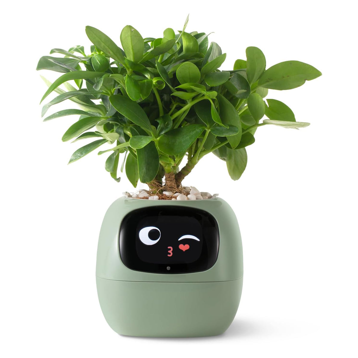 Smart Pet Planter Robot